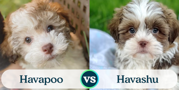 Havapoo vs Havashu - Fancy Designer Dogs - Premier Pups