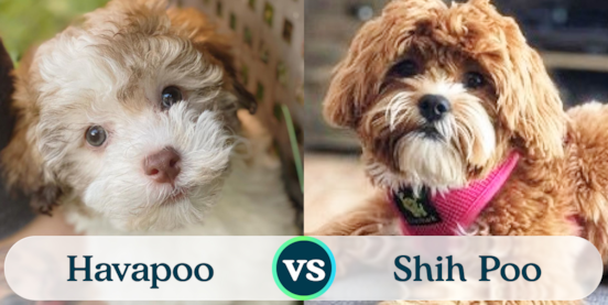Havapoo vs Shih Poo Comparison