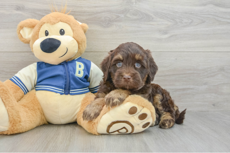 Havapoo Pup Being Cute