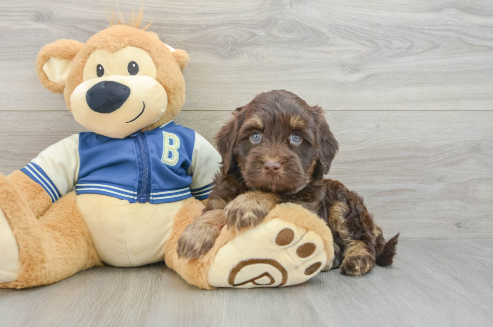 5 week old Havapoo Puppy For Sale - Premier Pups