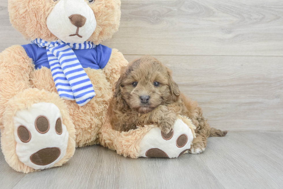 Energetic Havadoodle Poodle Mix Puppy