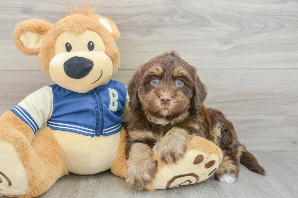 5 week old Havapoo Puppy For Sale - Premier Pups