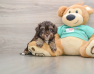 5 week old Havapoo Puppy For Sale - Premier Pups