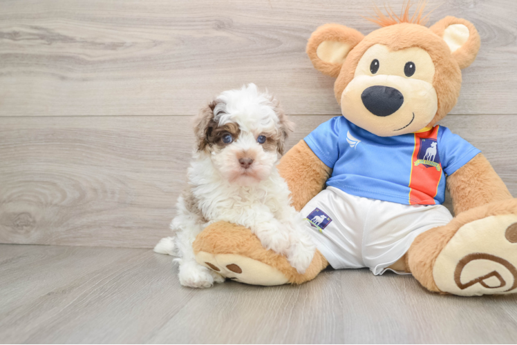 Havapoo Puppy for Adoption