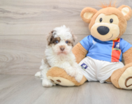 7 week old Havapoo Puppy For Sale - Premier Pups