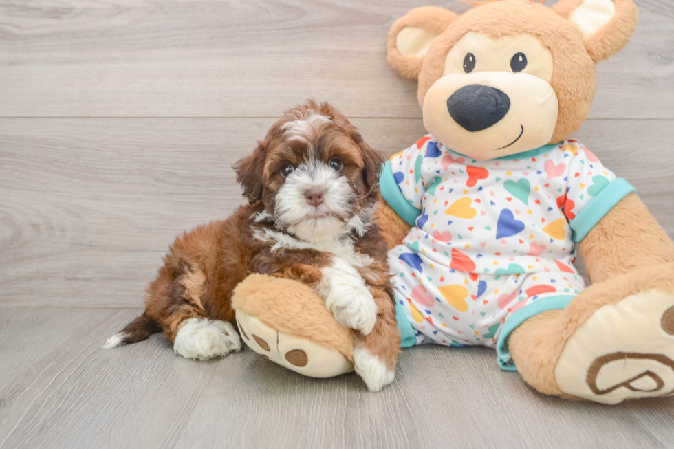 Energetic Havadoodle Poodle Mix Puppy