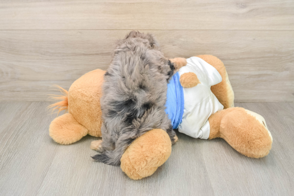 Adorable Havadoodle Poodle Mix Puppy