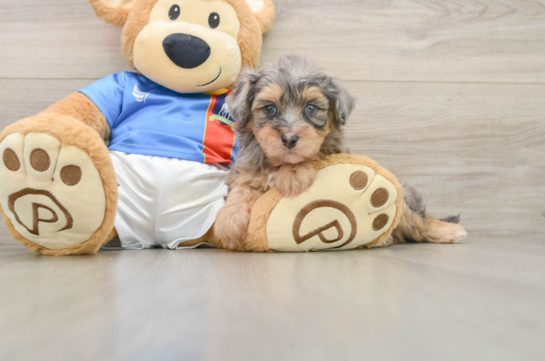 Adorable Havadoodle Poodle Mix Puppy