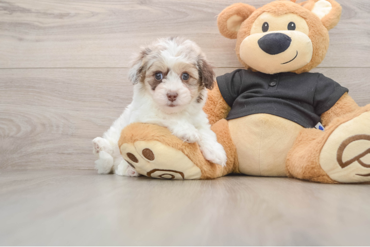 Adorable Havadoodle Poodle Mix Puppy