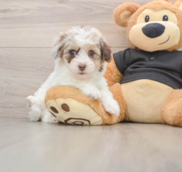 7 week old Havapoo Puppy For Sale - Premier Pups