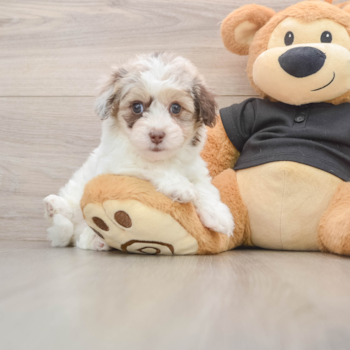 Adorable Havadoodle Poodle Mix Puppy