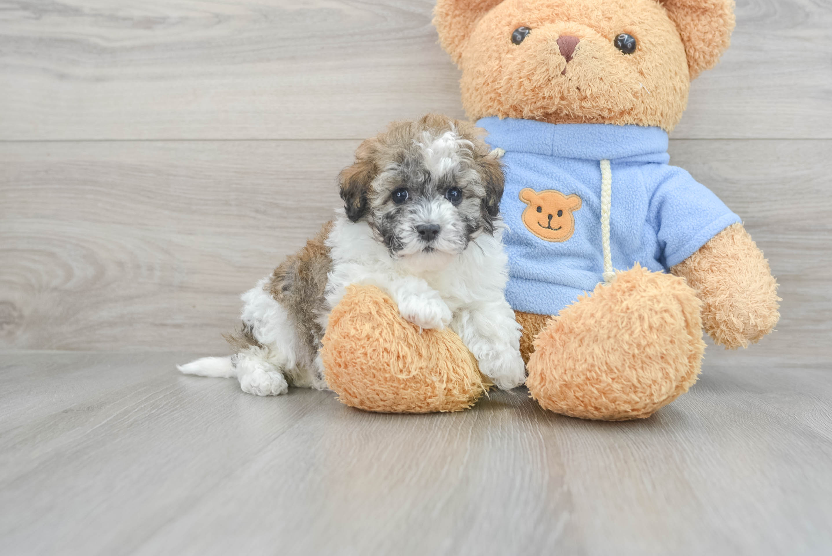 Fluffy Havapoo Poodle Mix Pup