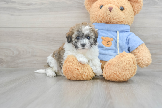 Fluffy Havapoo Poodle Mix Pup