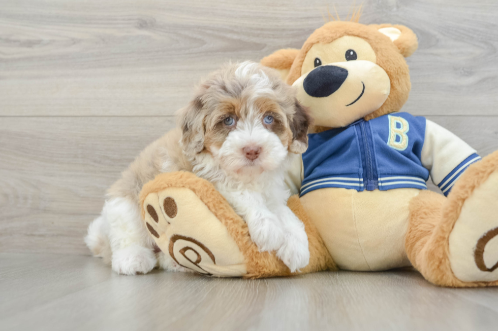 Energetic Havadoodle Poodle Mix Puppy