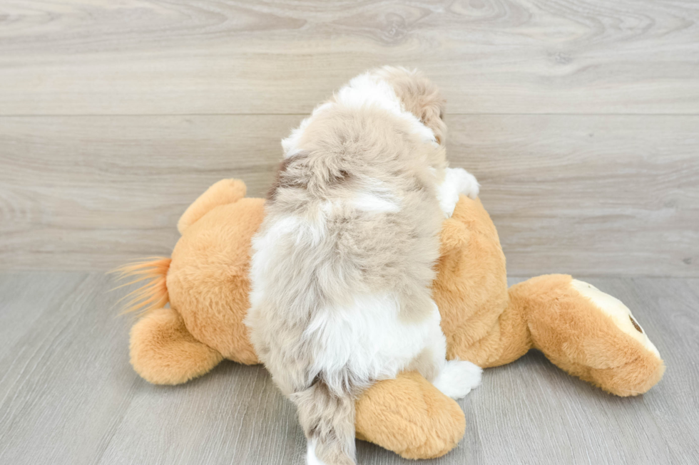 Funny Havapoo Poodle Mix Pup