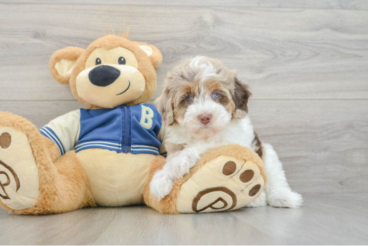 Havapoo Puppy for Adoption