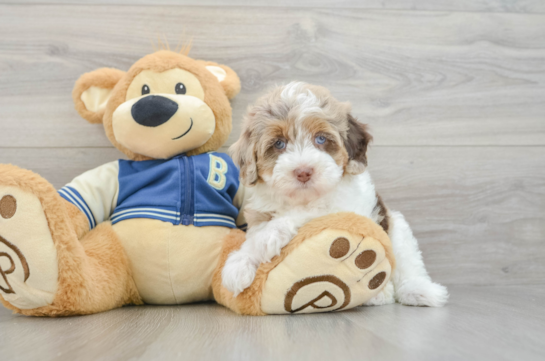 Havapoo Puppy for Adoption