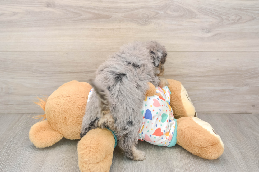 Havapoo Pup Being Cute