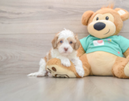 5 week old Havapoo Puppy For Sale - Premier Pups