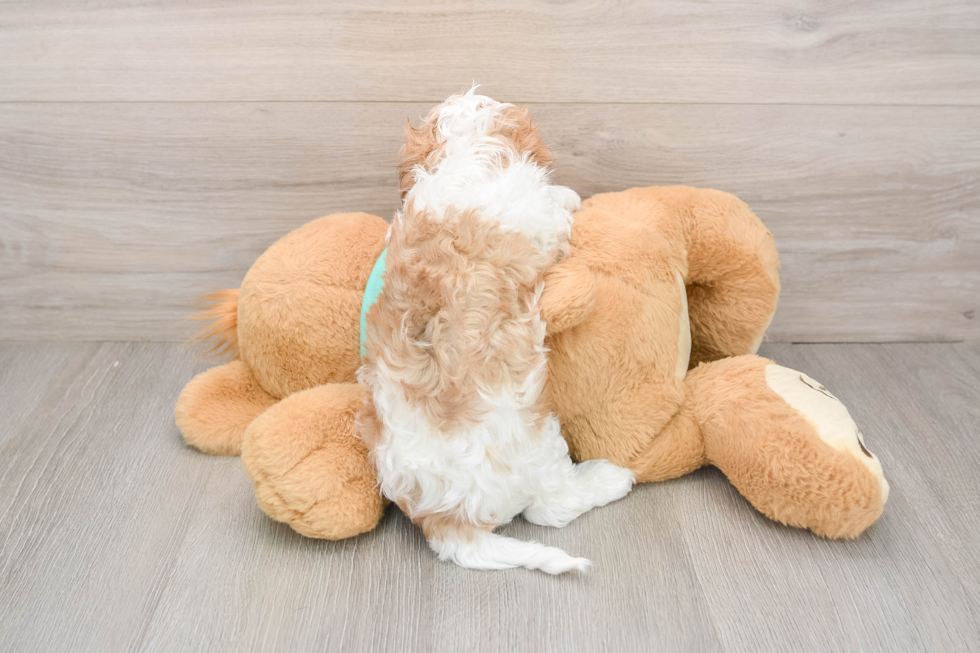 Popular Havapoo Poodle Mix Pup