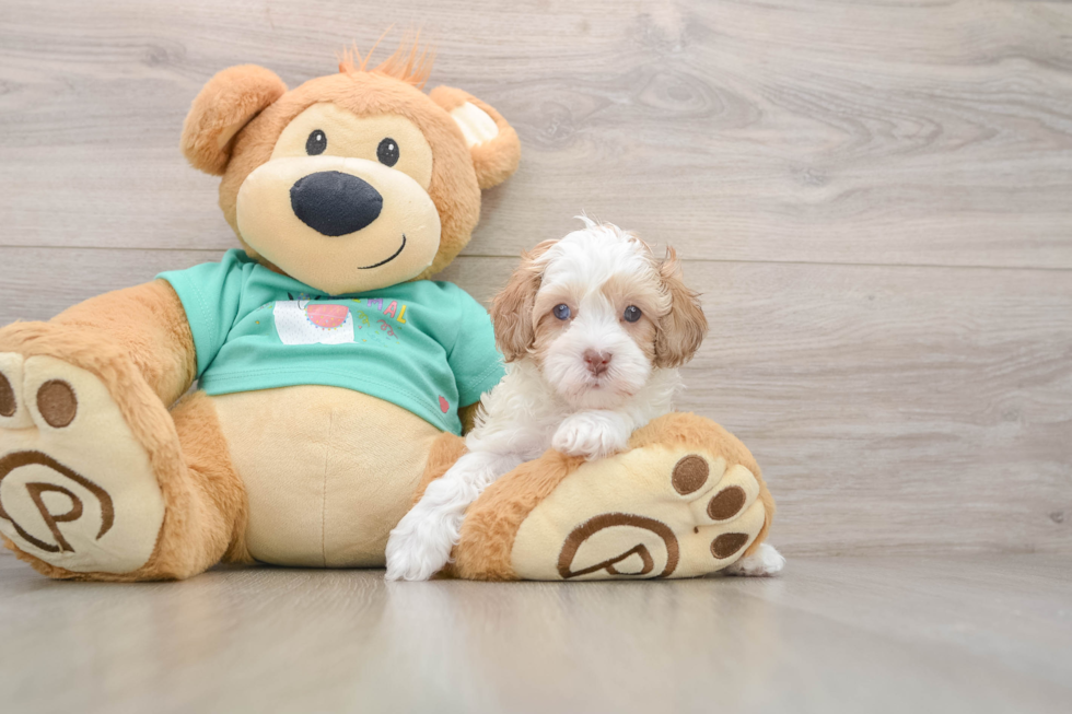 Happy Havapoo Baby