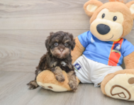 7 week old Havapoo Puppy For Sale - Premier Pups
