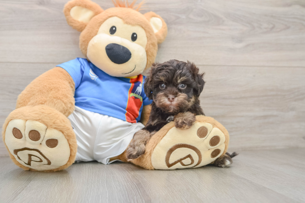Hypoallergenic Havadoodle Poodle Mix Puppy