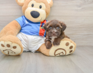 5 week old Morkie Puppy For Sale - Premier Pups