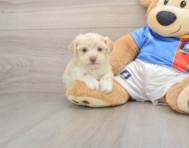 5 week old Morkie Puppy For Sale - Premier Pups