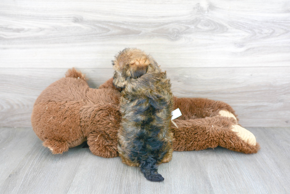 Cute Havashire Mix Puppy