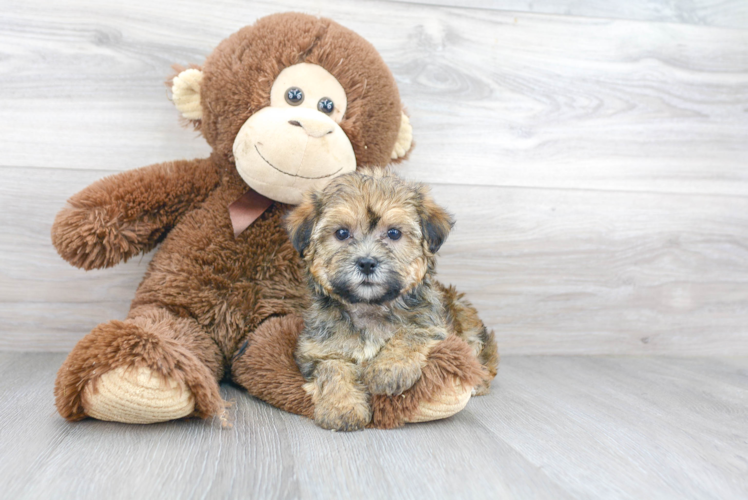 Cute Havashire Mix Puppy
