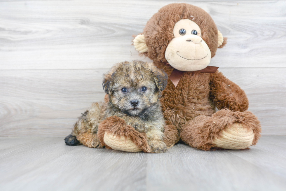 Cute Havashire Mix Pup