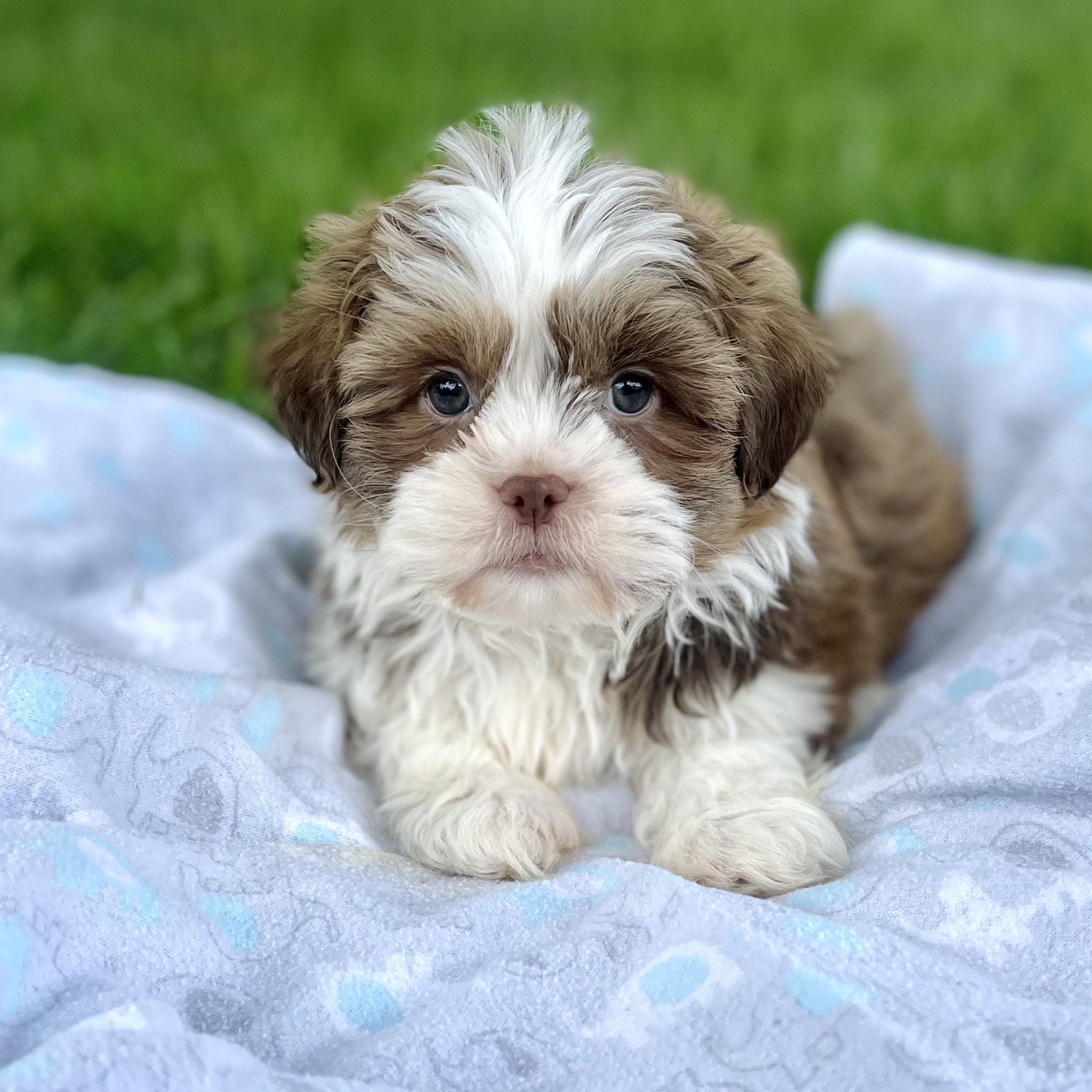 Shops havanese shih tzu mix price