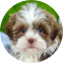 Havashu Puppy For Sale - Premier Pups Havashu Puppy For Sale - Premier Pups