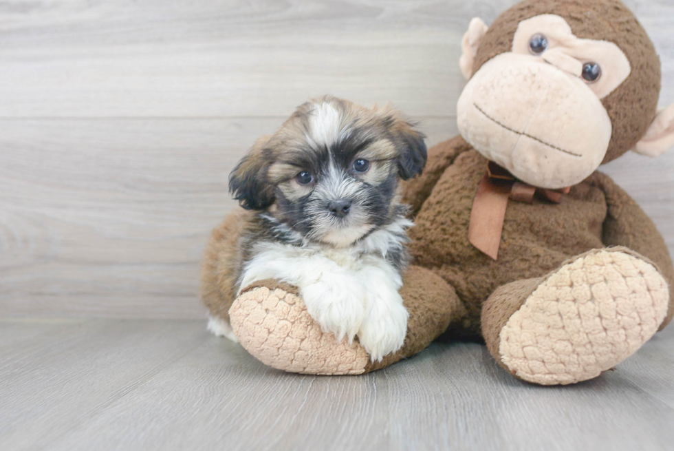 Adorable Havanese Designer Puppy