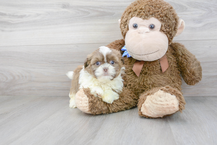 Petite Havashu Designer Pup
