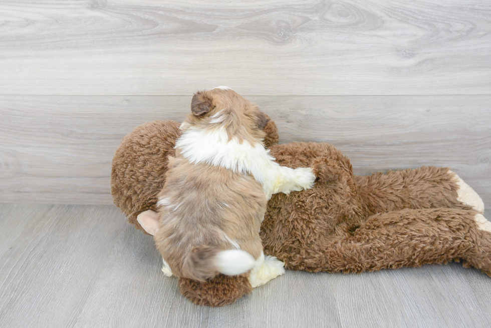 Little Havanese Designer Puppy