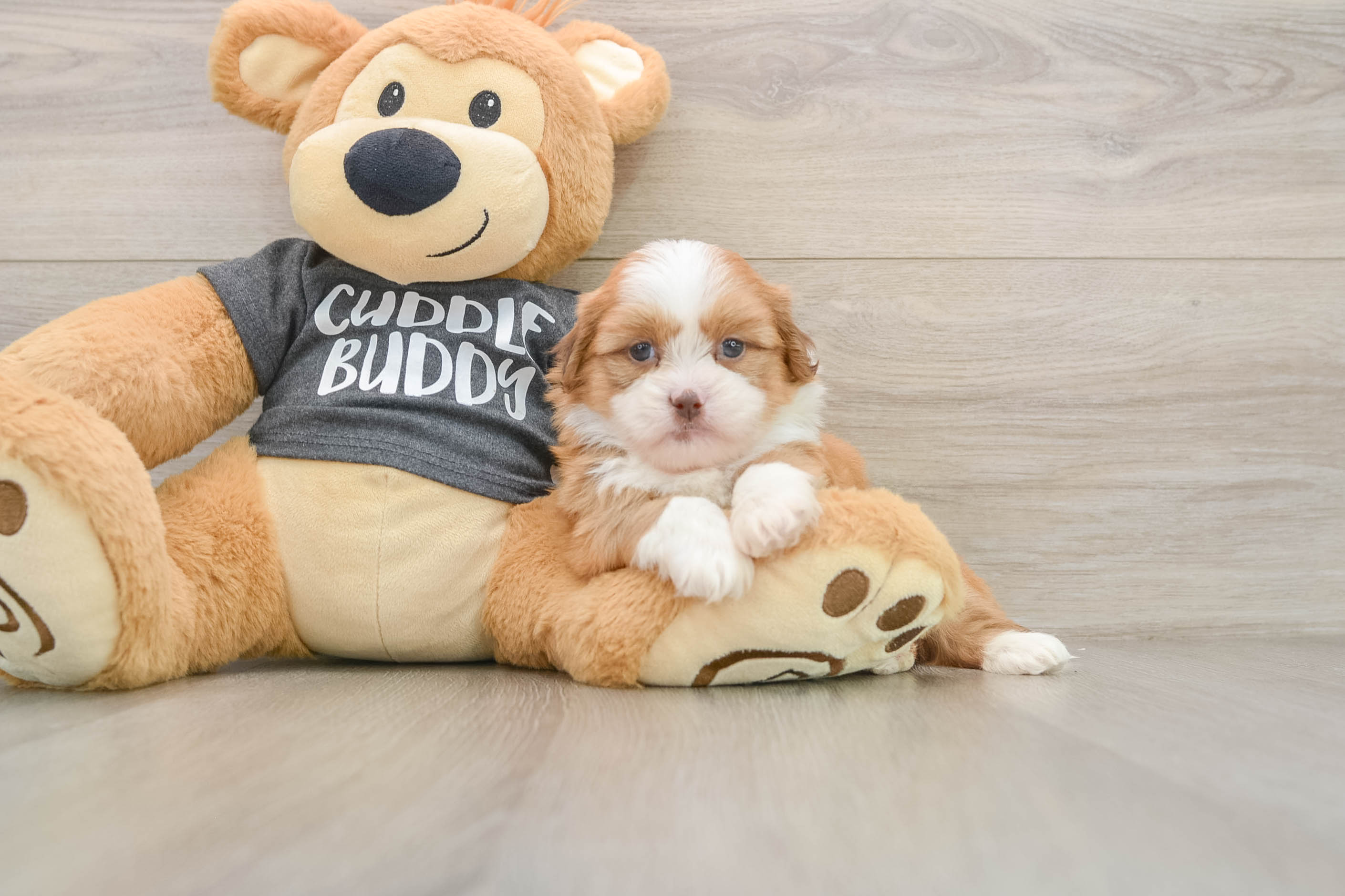 Energetic Havanese Shih Tzu Mix Designer Puppy