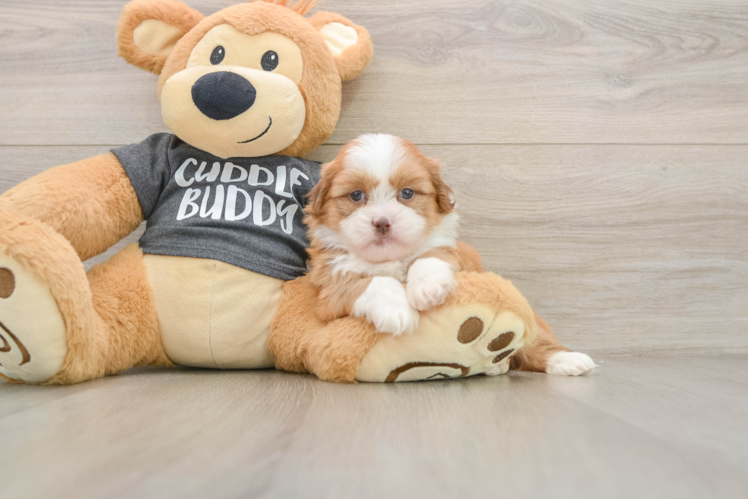 Energetic Havanese Shih Tzu Mix Designer Puppy