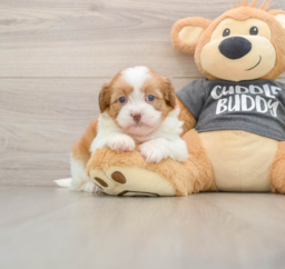 6 week old Havashu Puppy For Sale - Premier Pups