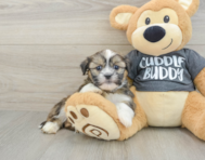 5 week old Havashu Puppy For Sale - Premier Pups