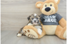 Smart Havashu Designer Pup