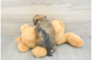 Energetic Havanese Shih Tzu Mix Designer Puppy