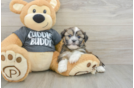 Energetic Havanese Shih Tzu Mix Designer Puppy