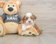 5 week old Havashu Puppy For Sale - Premier Pups