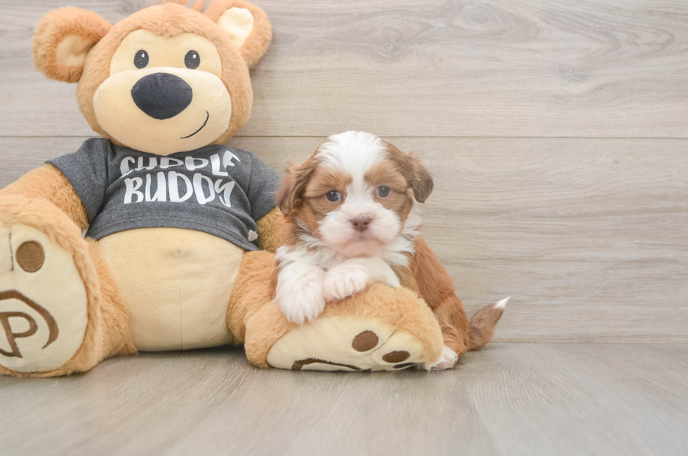 5 week old Havashu Puppy For Sale - Premier Pups