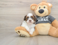 5 week old Havashu Puppy For Sale - Premier Pups