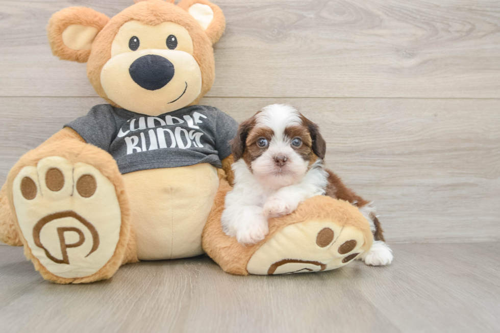 Havashu Puppy for Adoption