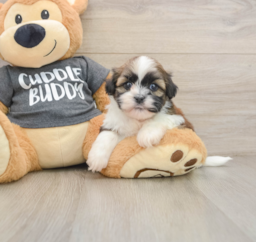 5 week old Havashu Puppy For Sale - Premier Pups