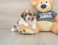 5 week old Havashu Puppy For Sale - Premier Pups